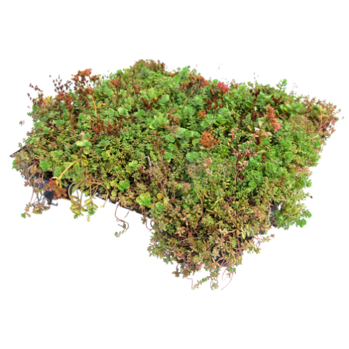 Sedum cassettes