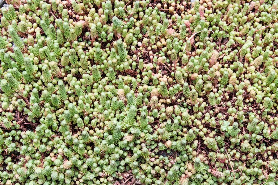 Traditioneel groen dak