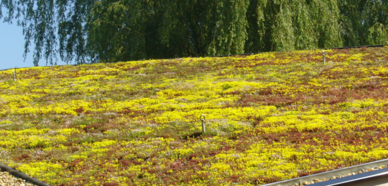 sedum dak cassettes lichtgewicht