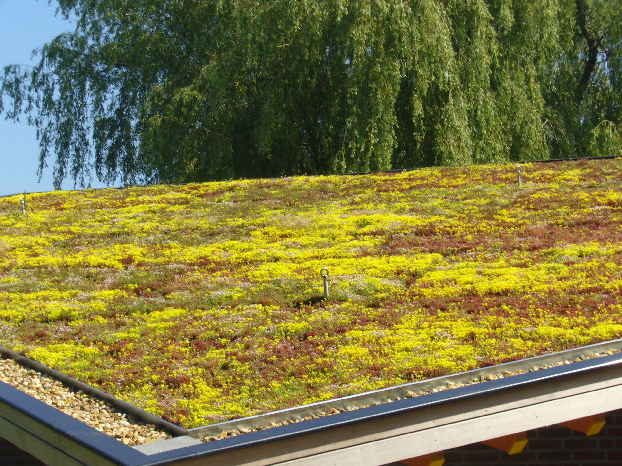 sedum dak cassettes lichtgewicht