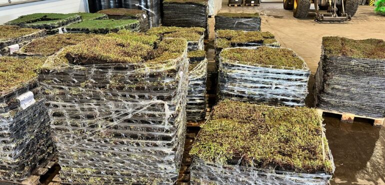 Groendak leverancier