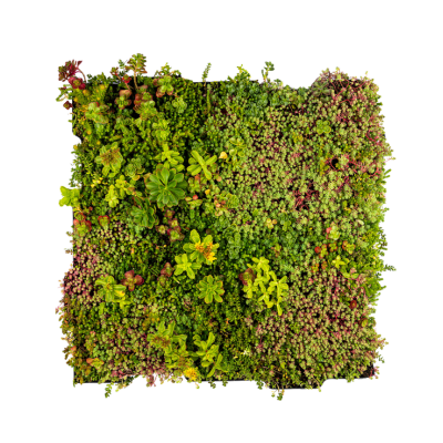 MobiRoof ECO sedum cassette 50 x 50 cm