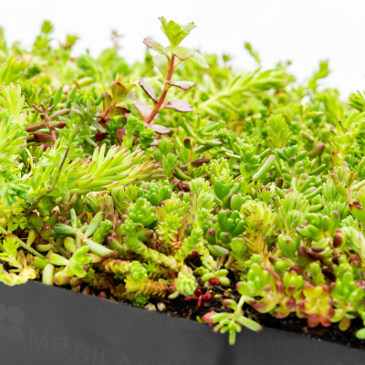 MobiRoof ECO sedum cassettes