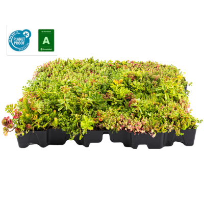 MobiRoof ECO sedum cassettes