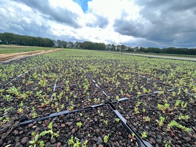 Carbon-groendak-cassettes