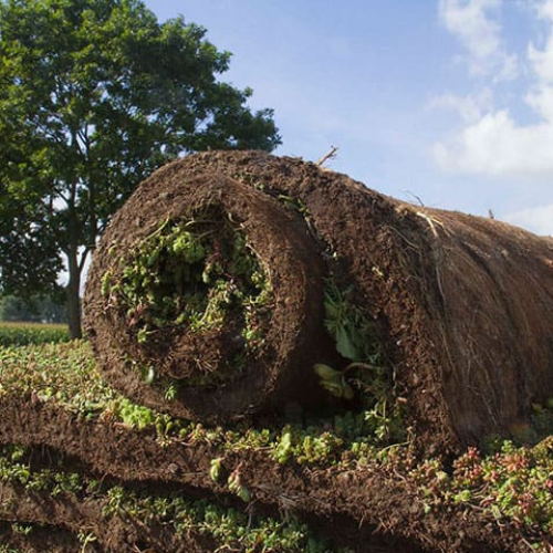 Carbon sedummat